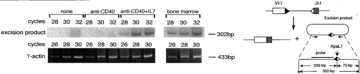 https://cdn.ncbi.nlm.nih.gov/pmc/blobs/25d8/2212440/b8bccee9fe9d/JEM980458.f2.jpg
