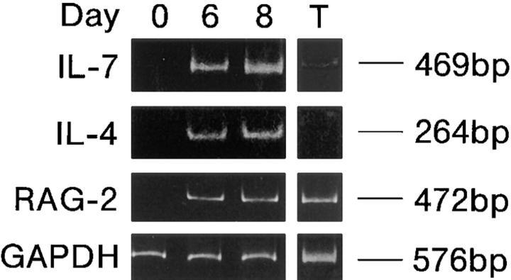 https://cdn.ncbi.nlm.nih.gov/pmc/blobs/25d8/2212440/d828a4848ea8/JEM980458.f4.jpg