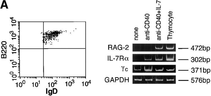 https://cdn.ncbi.nlm.nih.gov/pmc/blobs/25d8/2212440/e553745bbe8e/JEM980458.f3a.jpg