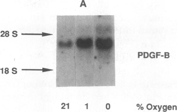 https://cdn.ncbi.nlm.nih.gov/pmc/blobs/25d8/296775/d691bad25c96/jcinvest00074-0299-a.jpg