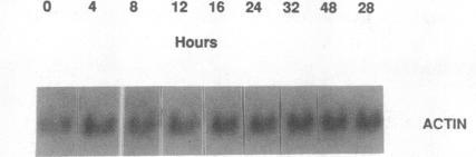 https://cdn.ncbi.nlm.nih.gov/pmc/blobs/25d8/296775/e32f2385e549/jcinvest00074-0299-d.jpg