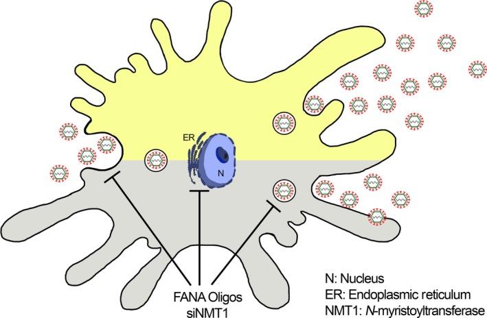 https://cdn.ncbi.nlm.nih.gov/pmc/blobs/25d8/6741125/2ec2aba3e54d/MBO3-8-e00831-g007.jpg