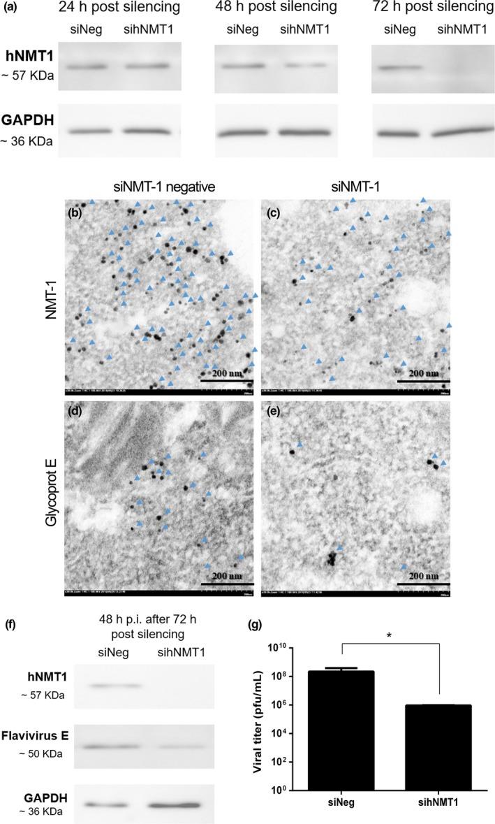 https://cdn.ncbi.nlm.nih.gov/pmc/blobs/25d8/6741125/440996e58317/MBO3-8-e00831-g005.jpg