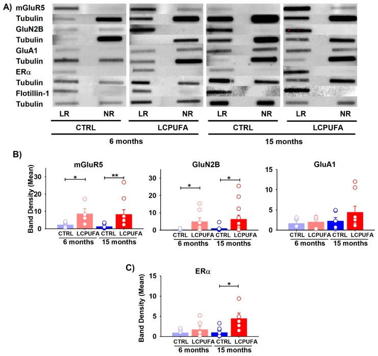 https://cdn.ncbi.nlm.nih.gov/pmc/blobs/25da/9267073/73baa4e610ae/ijms-23-07430-g002.jpg