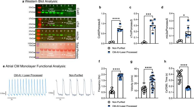 https://cdn.ncbi.nlm.nih.gov/pmc/blobs/25de/12075813/2b3385c702dc/42003_2025_8162_Fig3_HTML.jpg