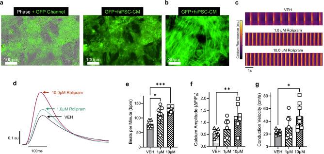 https://cdn.ncbi.nlm.nih.gov/pmc/blobs/25de/12075813/960cc15912b7/42003_2025_8162_Fig7_HTML.jpg