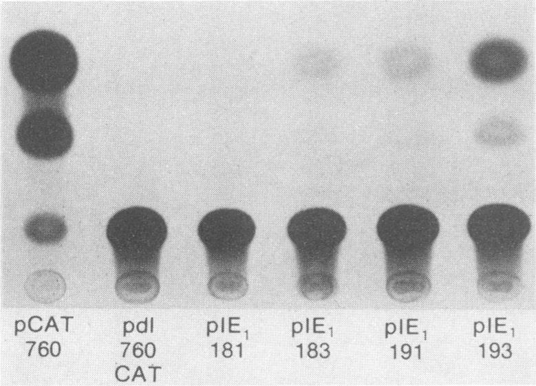 https://cdn.ncbi.nlm.nih.gov/pmc/blobs/25de/250857/54fb27899705/jvirol00074-0156-a.jpg