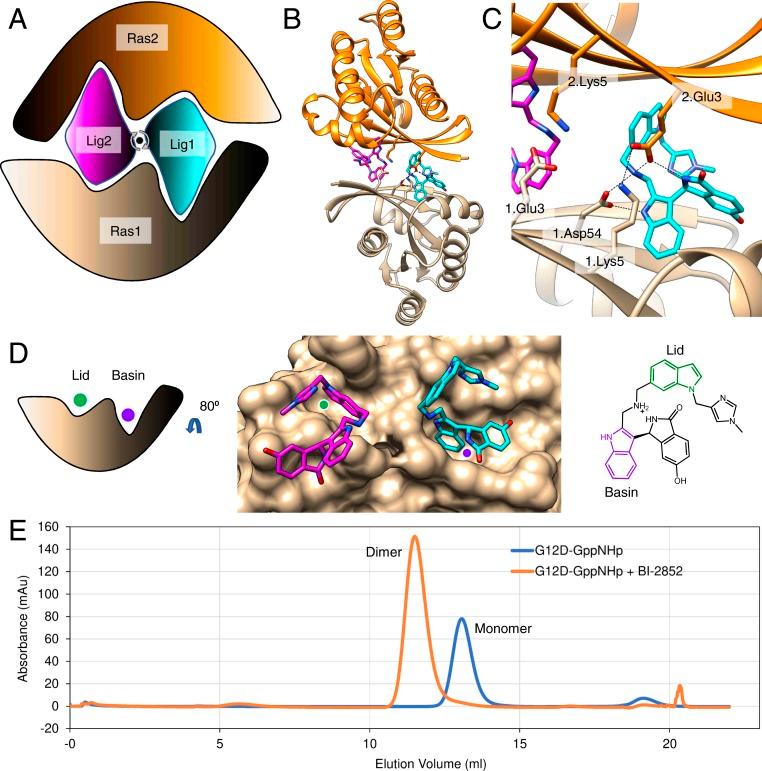 https://cdn.ncbi.nlm.nih.gov/pmc/blobs/25e0/7035607/fcfb7897f98a/pnas.1918164117fig01.jpg