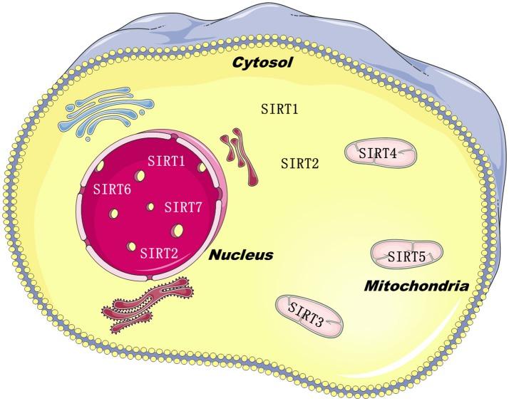https://cdn.ncbi.nlm.nih.gov/pmc/blobs/25e8/6284472/607a71dd3e41/fendo-09-00724-g0001.jpg
