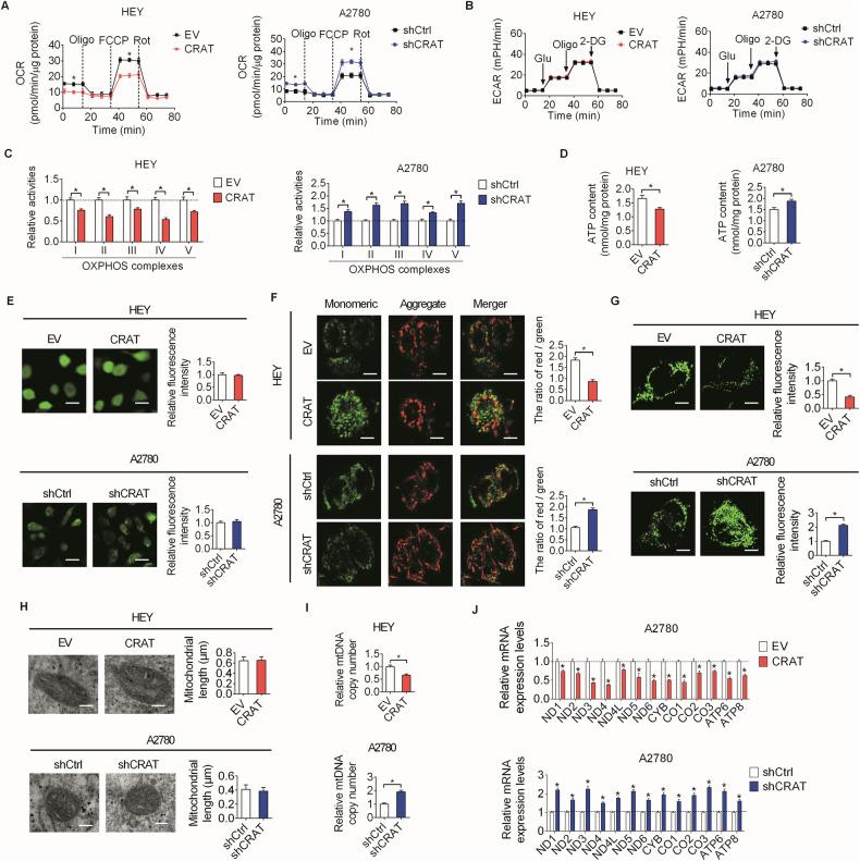 https://cdn.ncbi.nlm.nih.gov/pmc/blobs/25ee/11743791/1af3306c1b3d/41420_2025_2294_Fig6_HTML.jpg