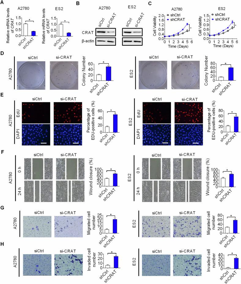 https://cdn.ncbi.nlm.nih.gov/pmc/blobs/25ee/11743791/1b996523c586/41420_2025_2294_Fig5_HTML.jpg
