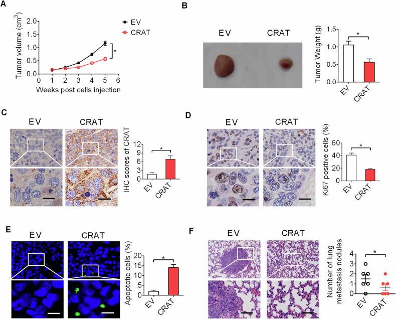 https://cdn.ncbi.nlm.nih.gov/pmc/blobs/25ee/11743791/b59828bc688a/41420_2025_2294_Fig4_HTML.jpg