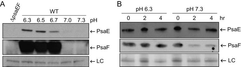 https://cdn.ncbi.nlm.nih.gov/pmc/blobs/25f0/8407435/d673d90354a5/jb.00165-21-f001.jpg