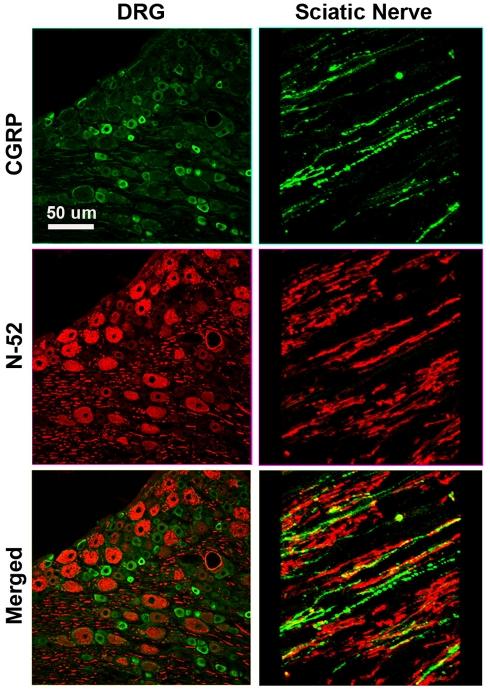 https://cdn.ncbi.nlm.nih.gov/pmc/blobs/25f1/3191531/46d3b2194530/fneng-04-00011-a001.jpg