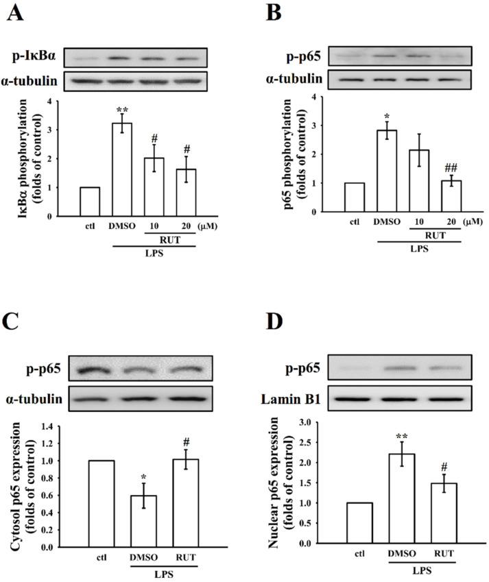 https://cdn.ncbi.nlm.nih.gov/pmc/blobs/25f2/8745017/b290baa83582/ijms-23-00092-g005.jpg