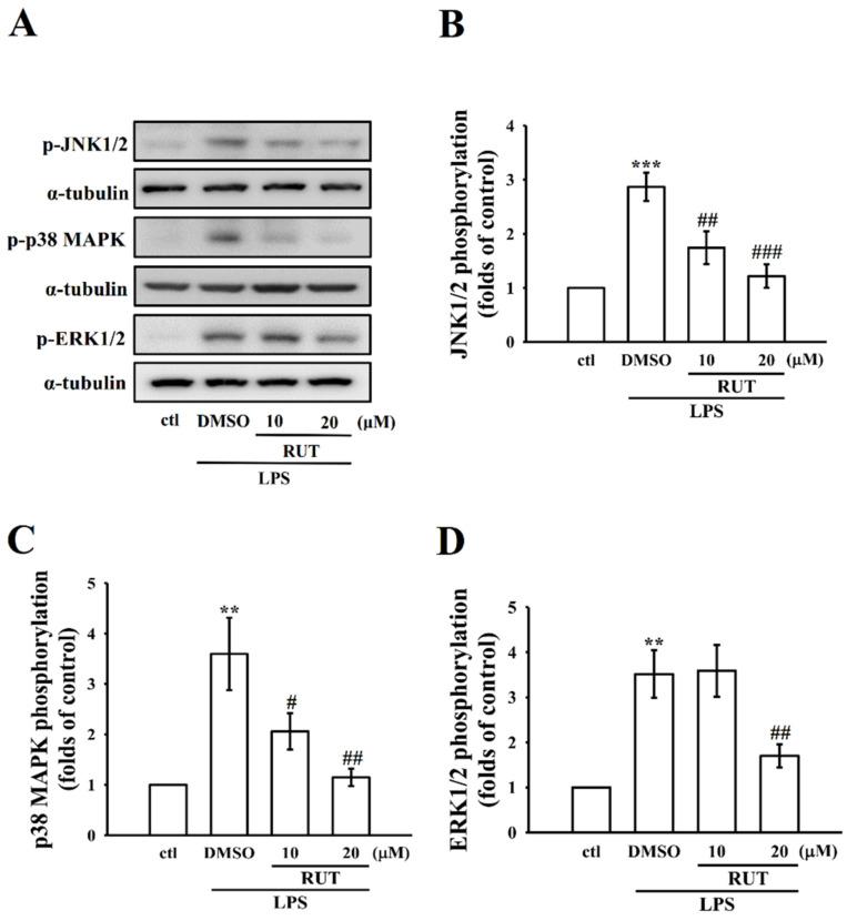 https://cdn.ncbi.nlm.nih.gov/pmc/blobs/25f2/8745017/b8e634b8ef55/ijms-23-00092-g003.jpg