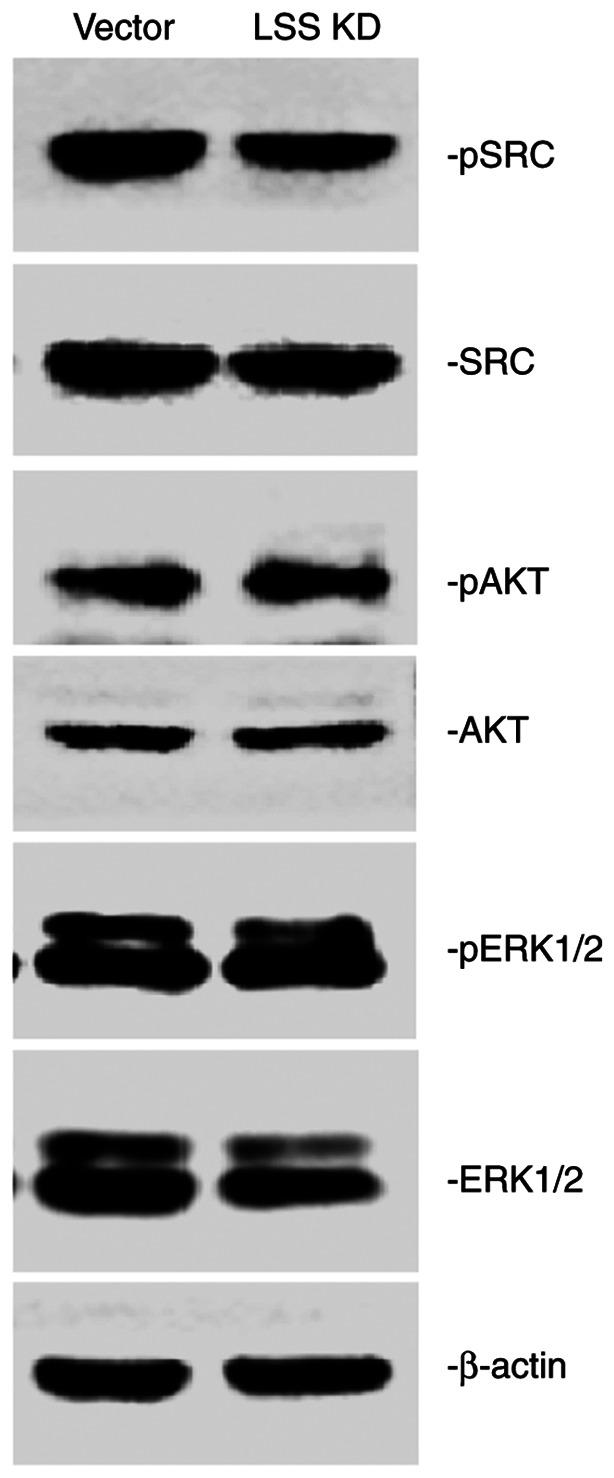 https://cdn.ncbi.nlm.nih.gov/pmc/blobs/25f4/10236266/2c75c6865e71/ol-26-01-13881-g04.jpg
