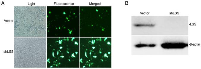 https://cdn.ncbi.nlm.nih.gov/pmc/blobs/25f4/10236266/9cb6e47de9b8/ol-26-01-13881-g00.jpg
