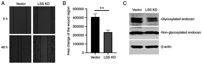 https://cdn.ncbi.nlm.nih.gov/pmc/blobs/25f4/10236266/d42b05623724/ol-26-01-13881-g03.jpg