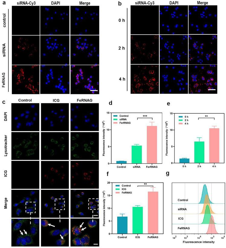 https://cdn.ncbi.nlm.nih.gov/pmc/blobs/25f8/12327862/41fd83c509c9/gr3.jpg