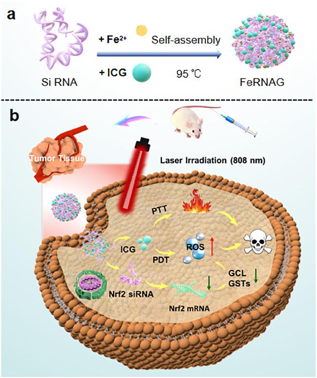 https://cdn.ncbi.nlm.nih.gov/pmc/blobs/25f8/12327862/53017693efb1/sc1.jpg