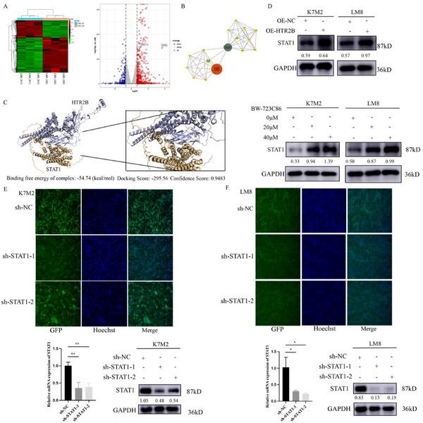 https://cdn.ncbi.nlm.nih.gov/pmc/blobs/25f8/12362726/04f094561757/ADVS-12-e15276-g005.jpg