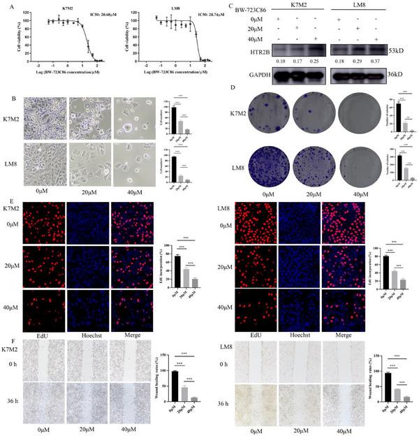 https://cdn.ncbi.nlm.nih.gov/pmc/blobs/25f8/12362726/1f97b0ab6581/ADVS-12-e15276-g004.jpg