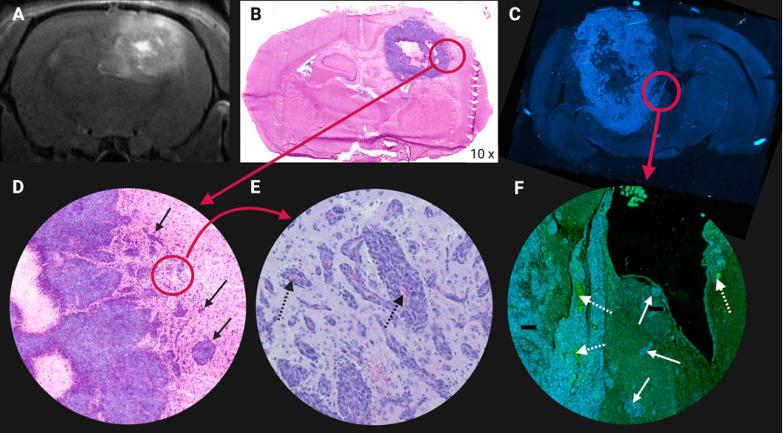 https://cdn.ncbi.nlm.nih.gov/pmc/blobs/25fb/8315062/0fb4170cab5d/thnov11p7911g007.jpg