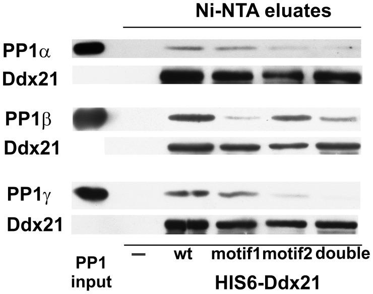 https://cdn.ncbi.nlm.nih.gov/pmc/blobs/25fe/3386289/da503127b485/pone.0039510.g005.jpg