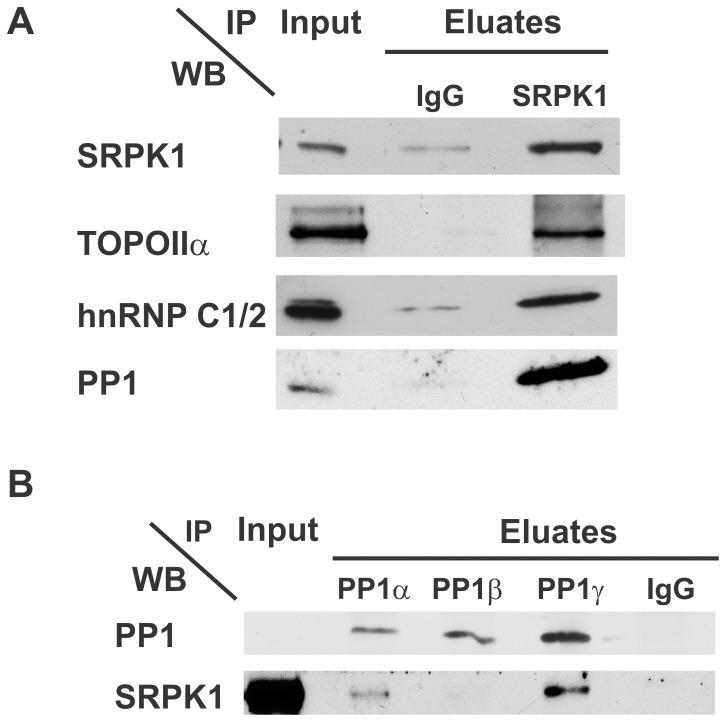 https://cdn.ncbi.nlm.nih.gov/pmc/blobs/25fe/3386289/f09d71398042/pone.0039510.g007.jpg