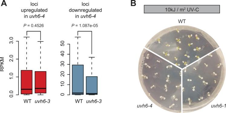 https://cdn.ncbi.nlm.nih.gov/pmc/blobs/25fe/6291795/4e6f0eca81ef/LSA-2018-00197_FigS6.jpg
