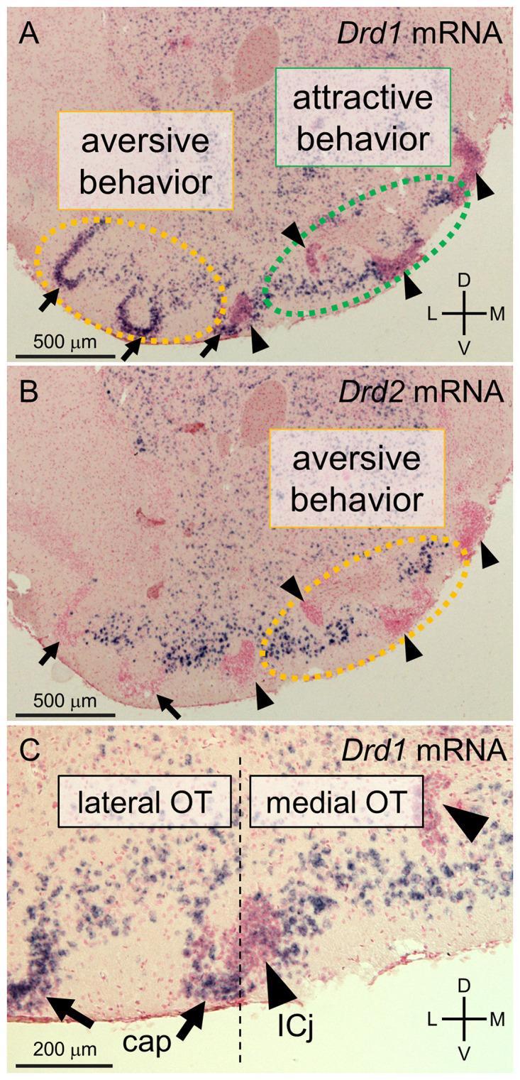 https://cdn.ncbi.nlm.nih.gov/pmc/blobs/25fe/7686465/360d29d8aa1d/fncir-14-577880-g001.jpg