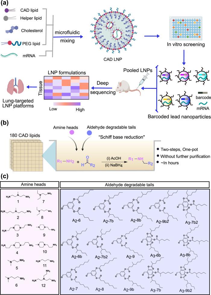 https://cdn.ncbi.nlm.nih.gov/pmc/blobs/2601/10904786/5384ecf8c398/41467_2024_45422_Fig1_HTML.jpg