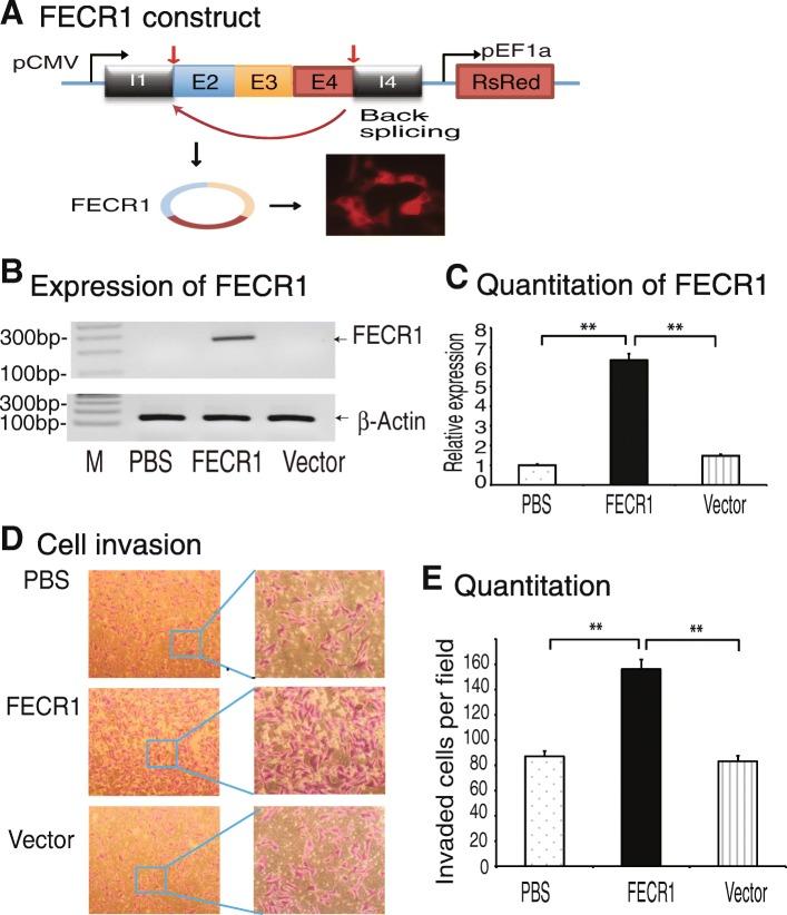 https://cdn.ncbi.nlm.nih.gov/pmc/blobs/2602/6290540/6097c41ecdd6/13059_2018_1594_Fig3_HTML.jpg