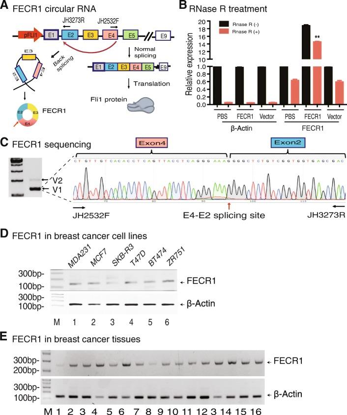 https://cdn.ncbi.nlm.nih.gov/pmc/blobs/2602/6290540/7ae0ee062975/13059_2018_1594_Fig2_HTML.jpg