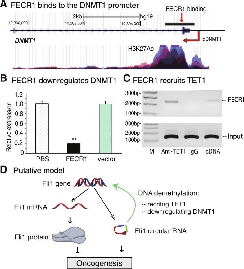 https://cdn.ncbi.nlm.nih.gov/pmc/blobs/2602/6290540/e6730f21f23e/13059_2018_1594_Fig6_HTML.jpg