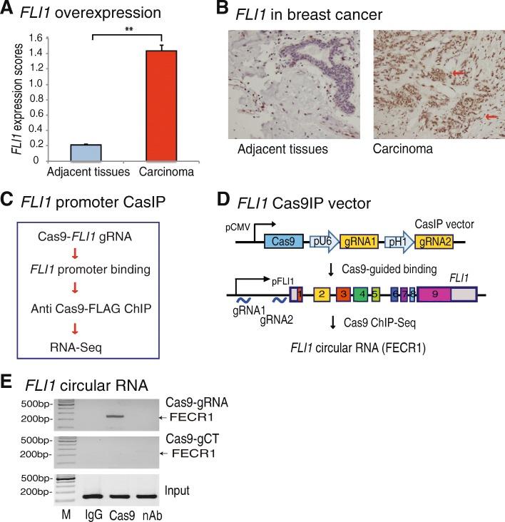 https://cdn.ncbi.nlm.nih.gov/pmc/blobs/2602/6290540/e73ea2c809f5/13059_2018_1594_Fig1_HTML.jpg