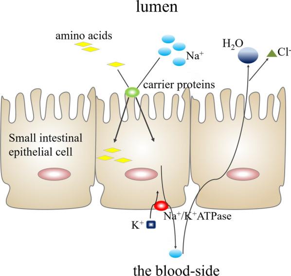 https://cdn.ncbi.nlm.nih.gov/pmc/blobs/2602/8638484/b8365ae38f7b/12967_2021_3152_Fig13_HTML.jpg