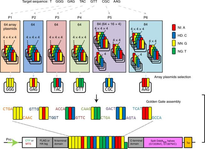 https://cdn.ncbi.nlm.nih.gov/pmc/blobs/2604/8289734/2a01896258ca/41477_2021_943_Fig1_HTML.jpg