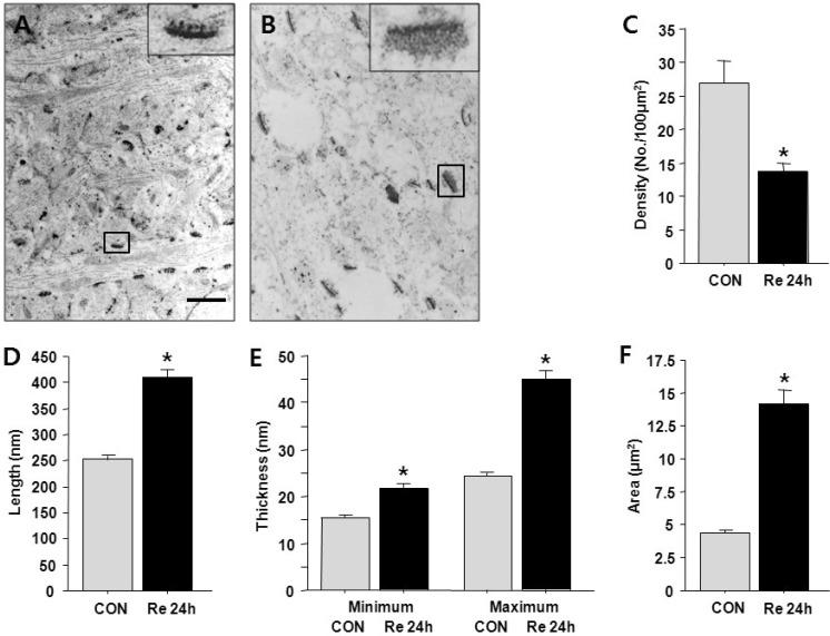 https://cdn.ncbi.nlm.nih.gov/pmc/blobs/2605/3526747/1139b57c679f/kjpp-16-423-g003.jpg