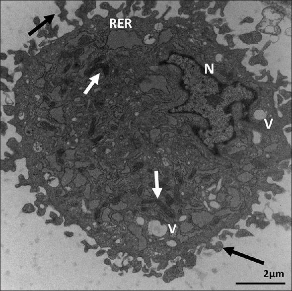 https://cdn.ncbi.nlm.nih.gov/pmc/blobs/2609/6585478/a4454e552686/JMAU-7-57-g003.jpg