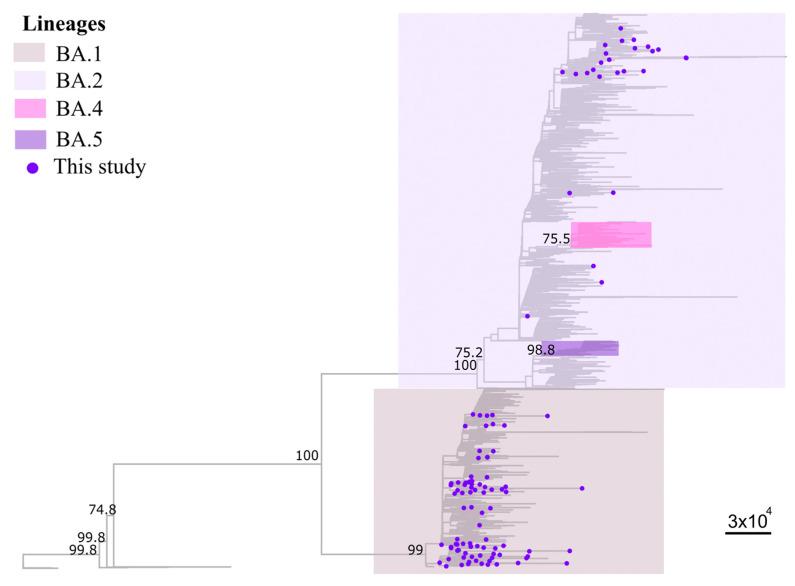 https://cdn.ncbi.nlm.nih.gov/pmc/blobs/260a/10145299/dbcf5b291c06/viruses-15-01017-g003.jpg