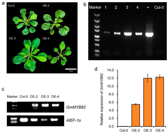 https://cdn.ncbi.nlm.nih.gov/pmc/blobs/2610/12026657/0e2af40649b8/ijms-26-03457-g003.jpg