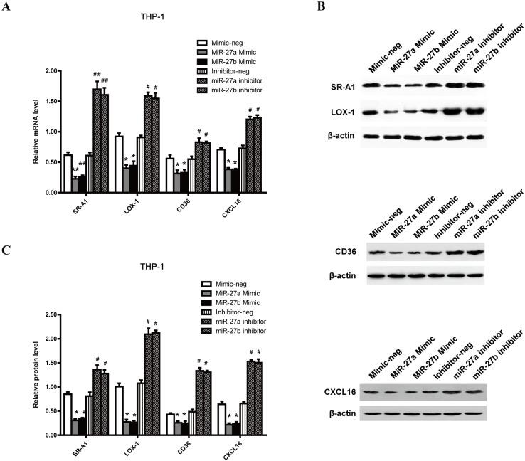 https://cdn.ncbi.nlm.nih.gov/pmc/blobs/2612/4892477/e3e001bcaed0/pone.0157085.g004.jpg