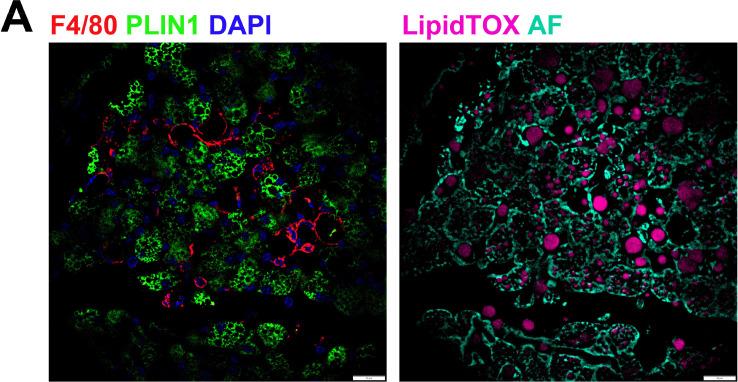 https://cdn.ncbi.nlm.nih.gov/pmc/blobs/261d/9348851/1d489649e54c/elife-80167-fig7-figsupp1.jpg