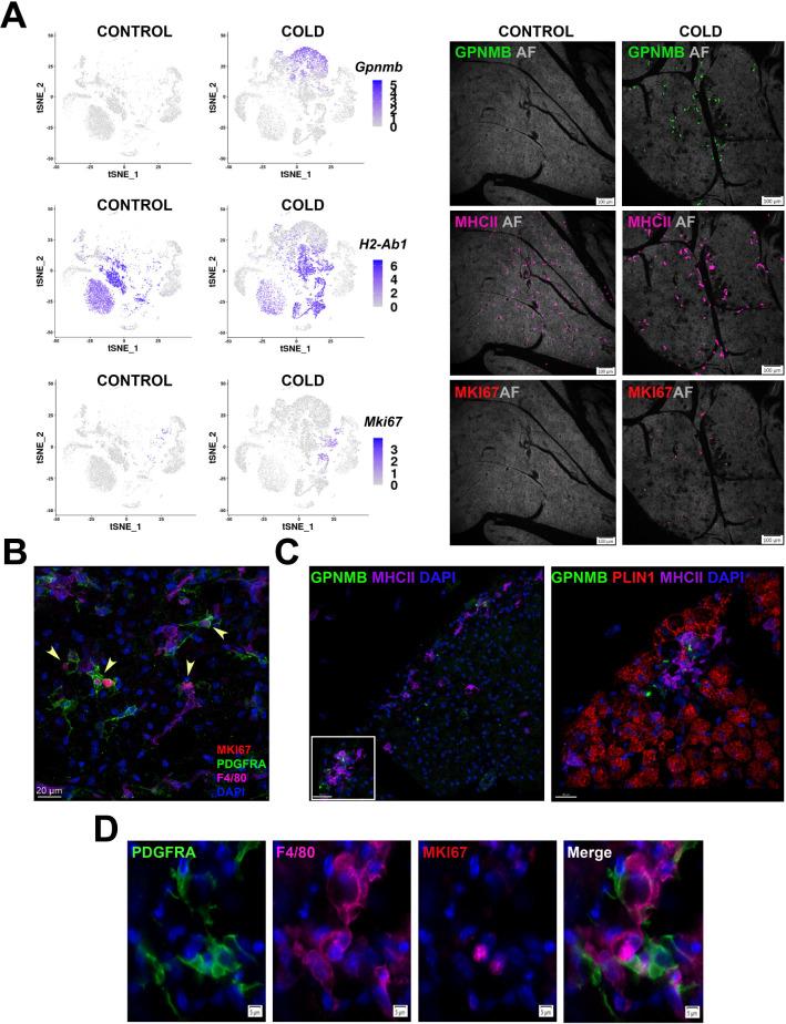 https://cdn.ncbi.nlm.nih.gov/pmc/blobs/261d/9348851/48b00e3492e7/elife-80167-fig7.jpg