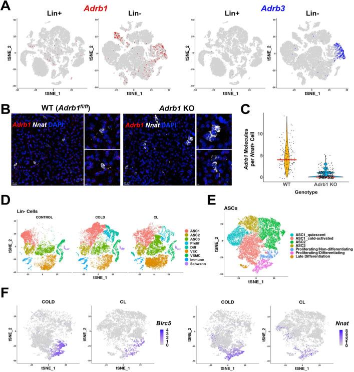 https://cdn.ncbi.nlm.nih.gov/pmc/blobs/261d/9348851/ae51bffc81b7/elife-80167-fig5-figsupp1.jpg