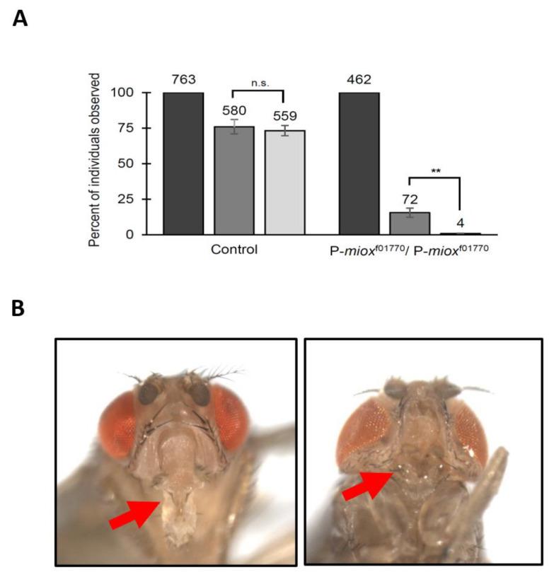 https://cdn.ncbi.nlm.nih.gov/pmc/blobs/261d/9967586/8275e4f58c45/ijms-24-04185-g003.jpg
