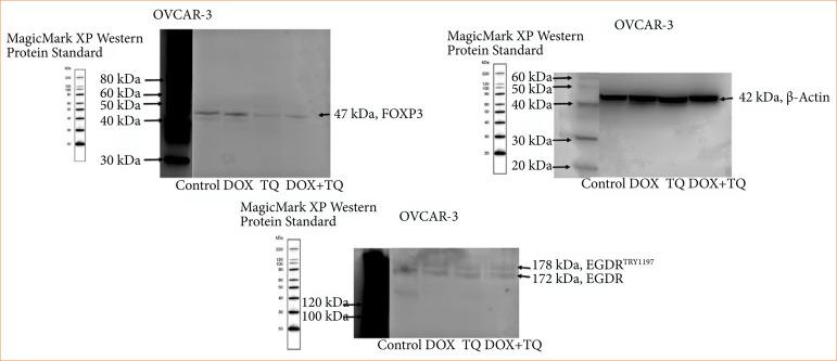 https://cdn.ncbi.nlm.nih.gov/pmc/blobs/261e/11960576/d6376648a0c5/1678-2674-acb-40-e401725-gf07.jpg