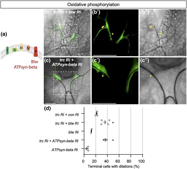 https://cdn.ncbi.nlm.nih.gov/pmc/blobs/261e/9997570/51bac35b2ba3/jkad013f4.jpg